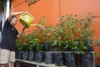 Dinas Ketahanan Pangan akan membagikan bibit cabai ke setiap Lorong Wisata (Longwis) di Makassar dalam waktu dekat. (Foto: Istimewa)