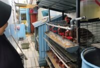 Warga Beternak Ayam di Longwis. (Foto: kaukusnews.id)