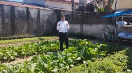 Sekcam Mariso tinjau langsung tanaman Longwis. (Foto: Istimewa)